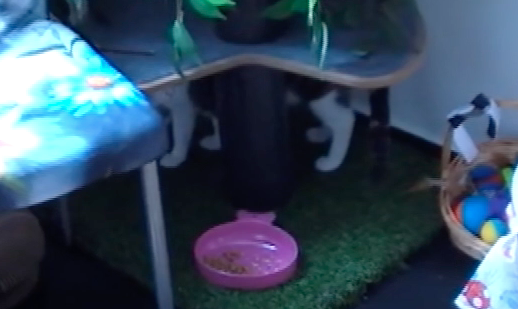 Crazy fühlt sich beobachtet, was Rambo jedoch nicht stört.