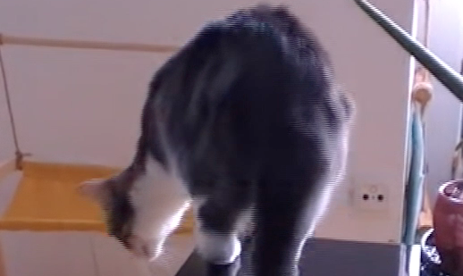 Rambo, ein sehr schöner Kater.